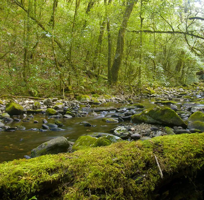 Trekking Rừng rêu
