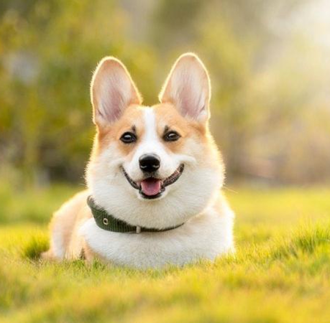 Trekking Rừng rêu