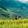 Trekking Rừng rêu
